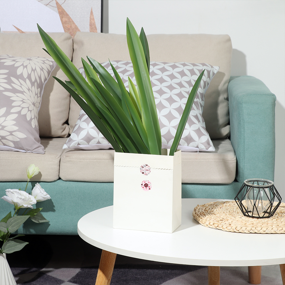 New Party Supplies High Grade  - Dracaena Marginata 评论和价格